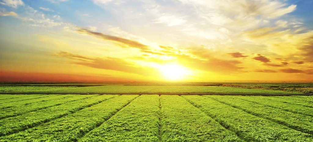 El sector agrícola implanta la digitalización de los cultivos.